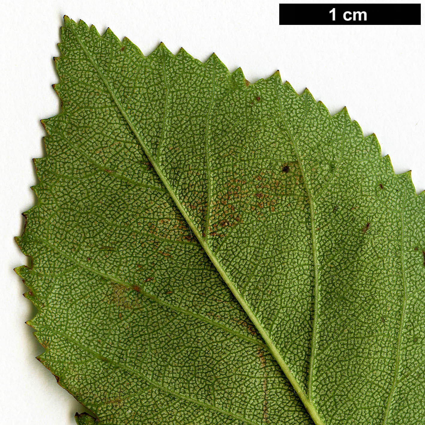 High resolution image: Family: Rosaceae - Genus: Crataegus - Taxon: intricata - SpeciesSub: var. rubella